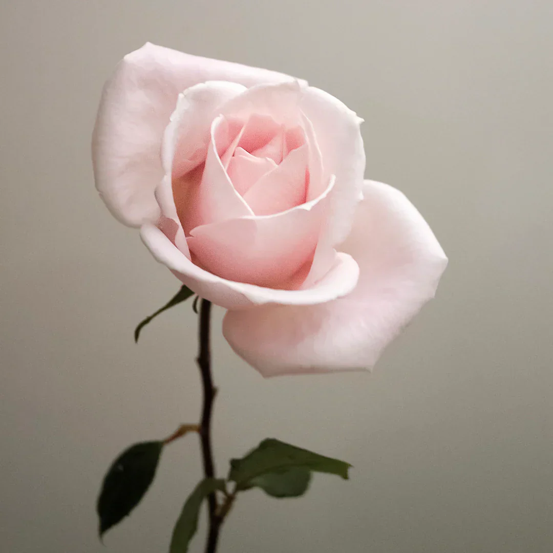 Archipelago Botanicals - Charcoal Rose Laundry Detergent - Image 3