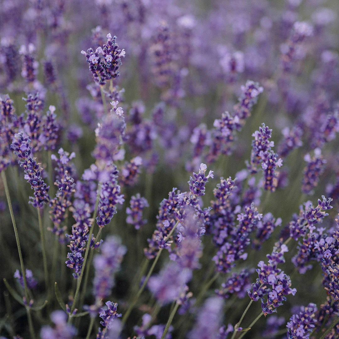 Archipelago Botanicals - Lavender Travel Size Laundry Detergent - Image 3