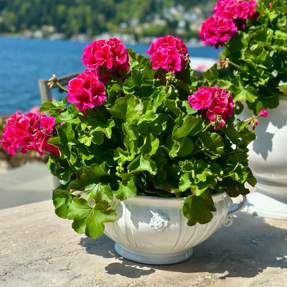 Bella Bianca Garden Urn - Image 6