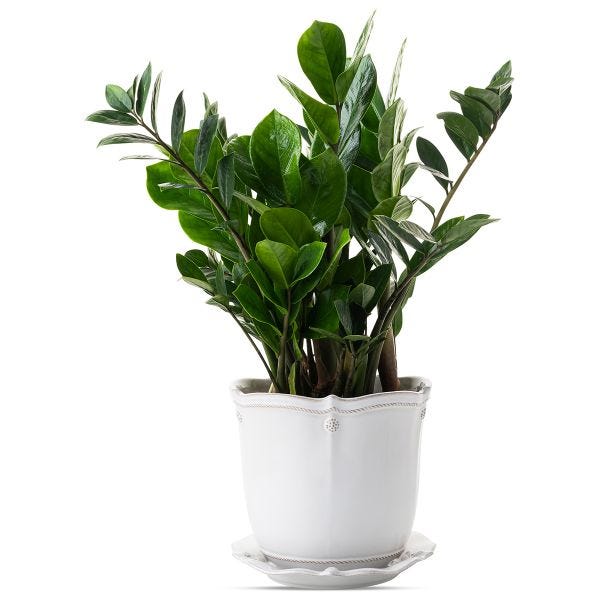 Berry & Thread 7" Planter - Whitewash - Image 2
